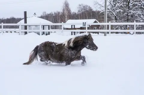 Зима в конно-спортивном комплексе «Новый»